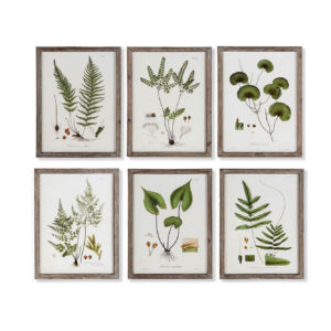 Cuadro botánico enmarcado 6 modelos